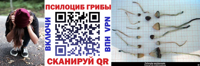 купить наркотики сайты  Тотьма  Галлюциногенные грибы мицелий 